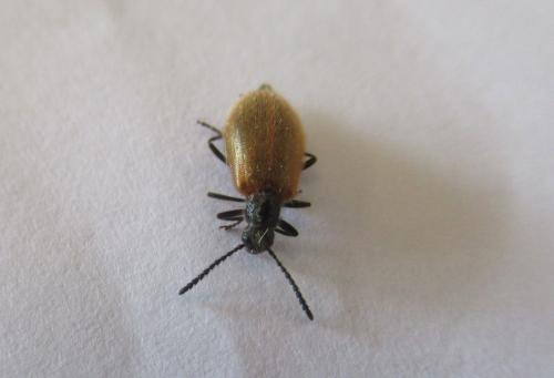 Réf. 284 910 : Lagria sp.